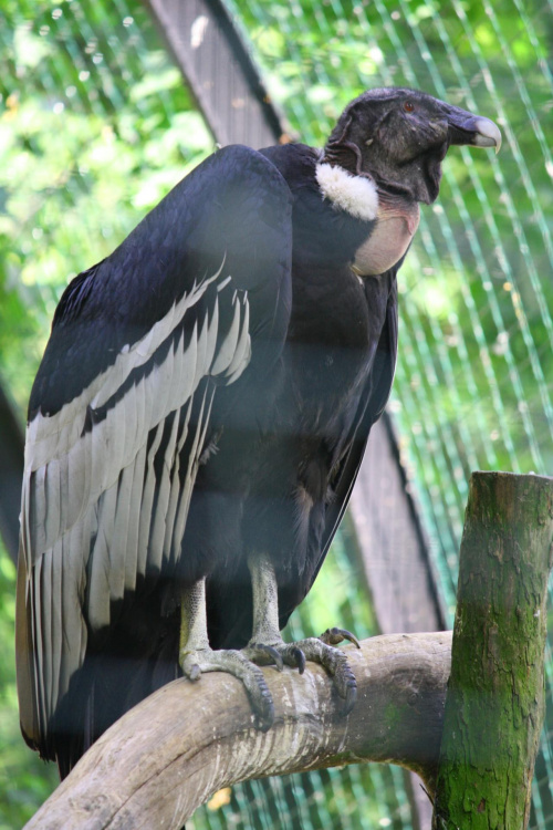 Kondor wielki (Vultur gryphus)