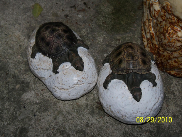 Te żółwiki chyba nie uciekną?