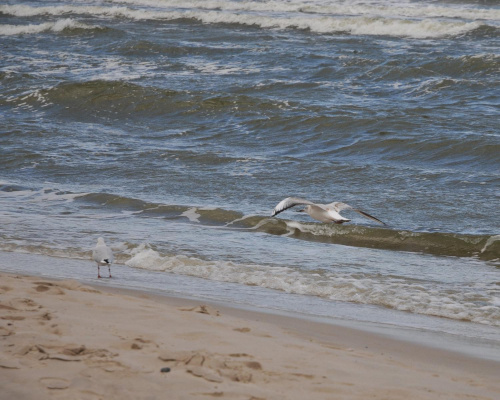 Mewy na dzikiej plaży w Pogorzelicy