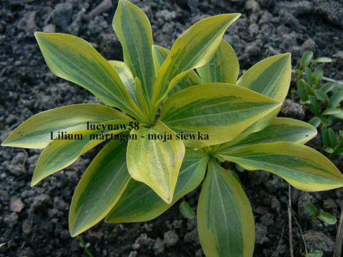 Lilium martagon variegata - moja siewka