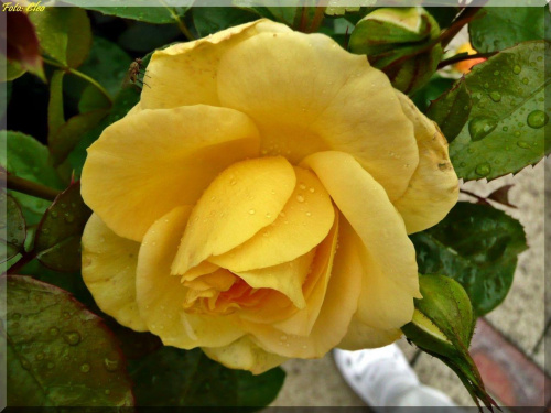 Wszystkie róze są piękne,
lecz ta złota najbardziej,
przypadła Ci do serca...
Aby rozjaśnić deszczowe dni,
daję w podarunku ulubiony Twój kwiat...:)
Z serdecznymi pozdrowieniami... :)))))