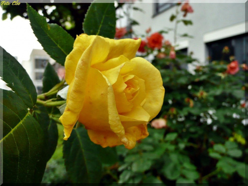 Wszystkie róze są piękne,
lecz ta złota najbardziej,
przypadła Ci do serca...
Aby rozjaśnić deszczowe dni,
daję w podarunku ulubiony Twój kwiat...:)
Z serdecznymi pozdrowieniami... :)))))