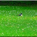 I sroczka lubi spacerek po zielonej lace usianej kwiatkami...:)