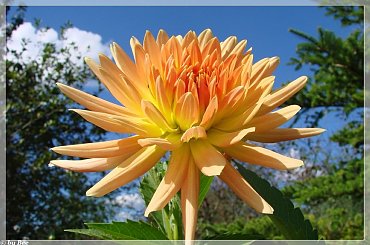 #dalie #kwiaty #ogród #lato