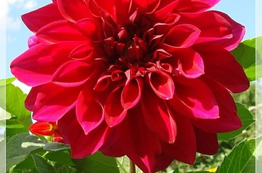 #dalie #kwiaty #ogród #lato