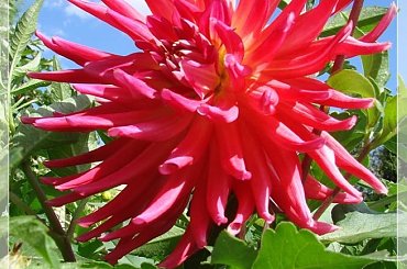 #dalie #kwiaty #ogród #lato