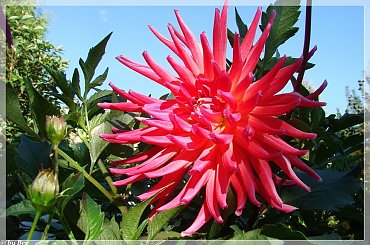 #dalie #kwiaty #ogród #lato