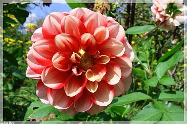 #dalie #kwiaty #ogród #lato