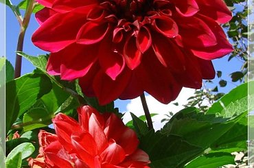 #dalie #kwiaty #ogród #lato