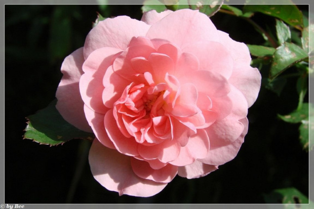 #róże #kwiaty #ogród #lato