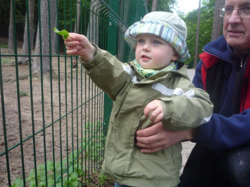 jelonek lubi listki, 12 czerwca 2009 w gdańskim zoo