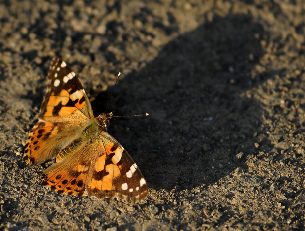 zauwazylam,ze motyle bardzo lubia siadac na polnych drogach aby odpoczac..:) #motyle #natura