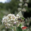 Znalazłam też i montserrackie owady, co mnie ucieszyło ogromnie :)))