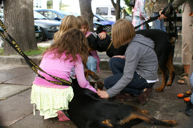 #ROTTWEILER #ROTTKA #AdoptujRottweilera #AdopcjePsów #rottek #rott