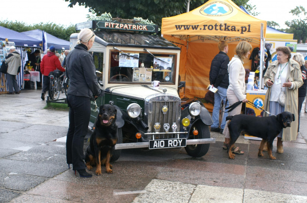 #ROTTWEILER #ROTTKA #AdoptujRottweilera #AdopcjePsów #rottek #rott