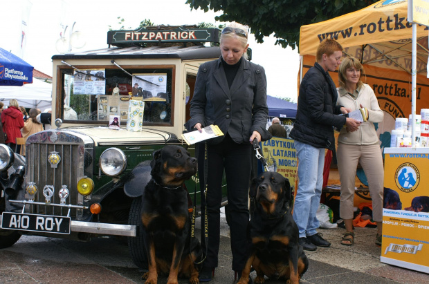 #ROTTWEILER #ROTTKA #AdoptujRottweilera #AdopcjePsów #rottek #rott