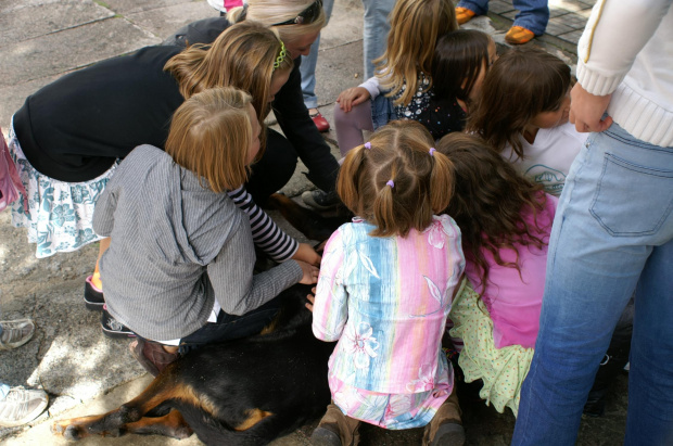 #ROTTWEILER #ROTTKA #AdoptujRottweilera #AdopcjePsów #rottek #rott