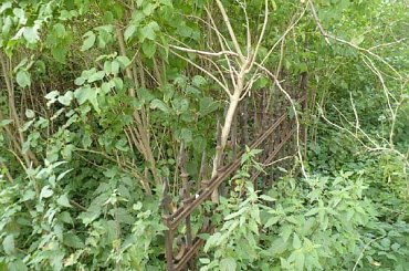 Bralin cmentarz ewangelicki #Bralin