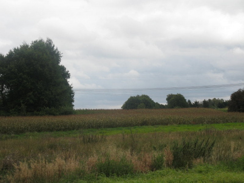 Hammel- Dania niebo nad kukurydzą