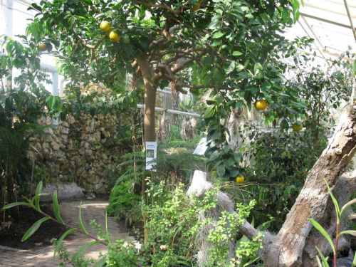 Ogród botaniczny- Arhus