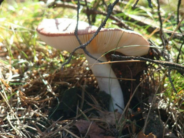 w lesie w Bornem Sulinowie ....tu sobie też grzybki zbierałam , a dużo w tym roku ! głównie prawdziwki i kozaki .... :))))