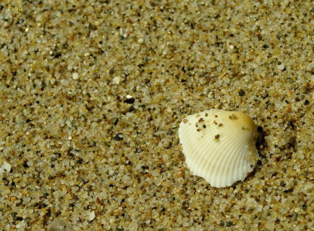 A mnie jest szkoda lata... #morze #MorzeCzarne #plaża #muszelka #piasek