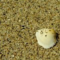 A mnie jest szkoda lata... #morze #MorzeCzarne #plaża #muszelka #piasek