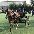 Mistrzostwa Polski Młodych Koni w Powożeniu ; 5 września 2010 - Hipodrom Gogolewo