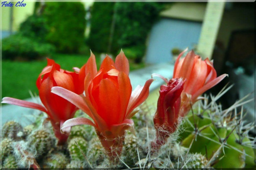 Kaktusowe kwiatuszki....:)
