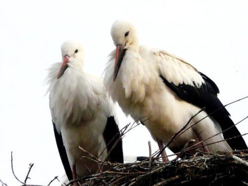 rodzice #ptaki
