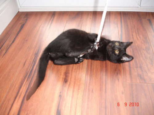 Kochany Arni - czaruś do adopcji