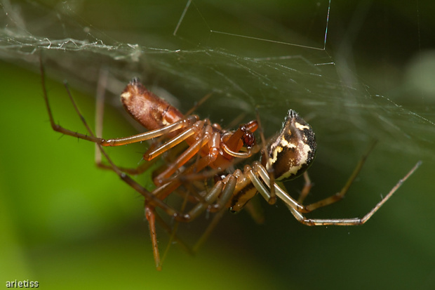 Na pająka... #pająk #owady #makro #natura #arietiss