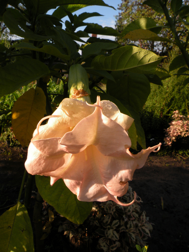 Brugmansia Hybride f. pleno 'ANGELS PINK PEARL'