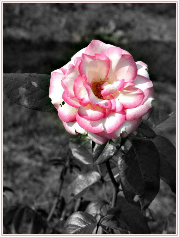 Piękna róża z ogródka sąsiadki.