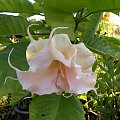 Brugmansia Hybride f. pleno 'ANGELS PINK PEARL'