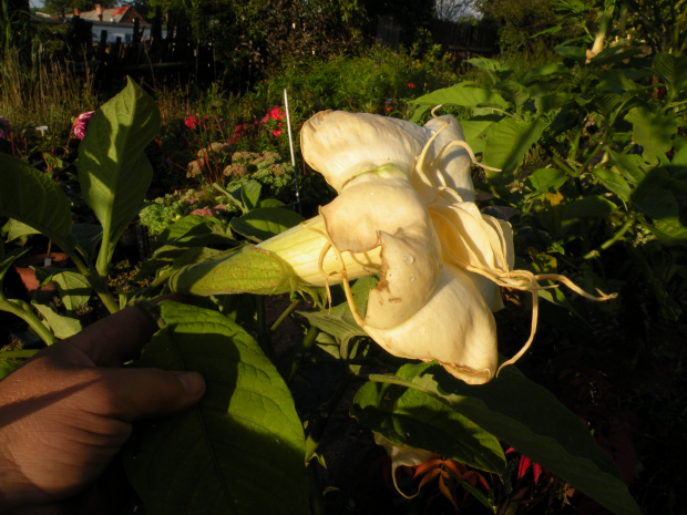 Brugmansia x candida f. pleno 'ANGELS SUMMERTIME'