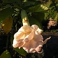 Brugmansia Hybride f. pleno 'ANGELS PINK PEARL'