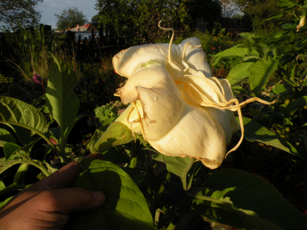 Brugmansia x candida f. pleno 'ANGELS SUMMERTIME'