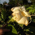 Brugmansia x candida f. pleno 'ANGELS SUMMERTIME'