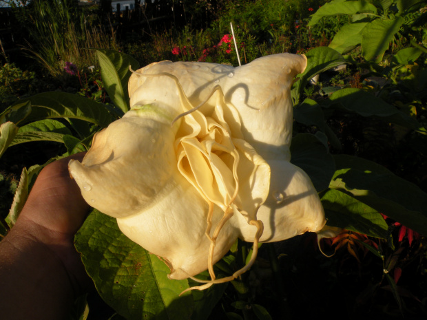 Brugmansia x candida f. pleno 'ANGELS SUMMERTIME'