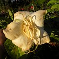 Brugmansia x candida f. pleno 'ANGELS SUMMERTIME'