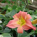 Hemerocallis 'Pink Cherry' ?