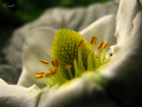 Kwitnące Truskaweczki :) #truskawki #owoce #kwiaty #ogrod