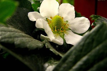 Kwitnące Truskaweczki :) #truskawki #owoce #kwiaty #ogrod