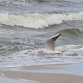 Nisko latające mewy na plaży w Pogorzelicy