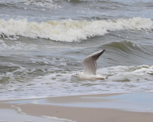 Nisko latające mewy na plaży w Pogorzelicy