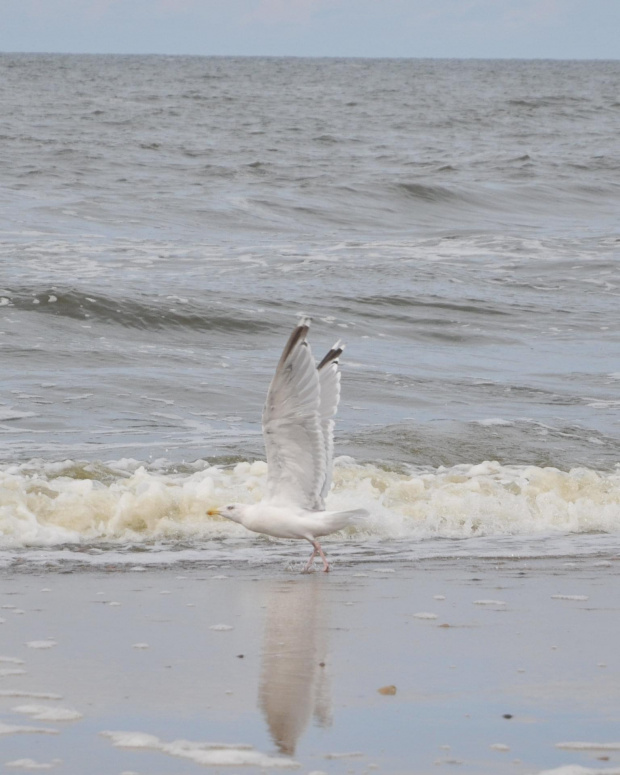 Nisko latające mewy na plaży w Pogorzelicy