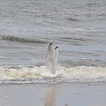 Nisko latające mewy na plaży w Pogorzelicy