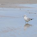 Nisko latające mewy na plaży w Pogorzelicy