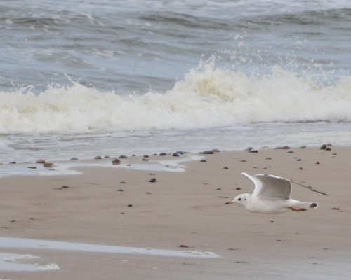 Nisko latające mewy na plaży w Pogorzelicy
